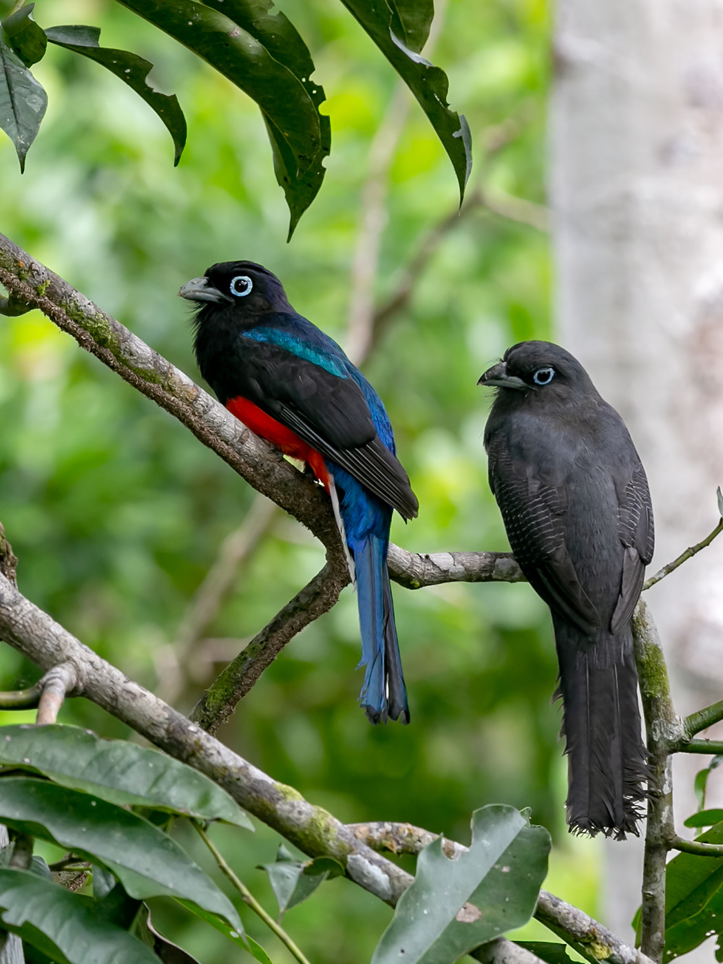 image Baird's Trogon